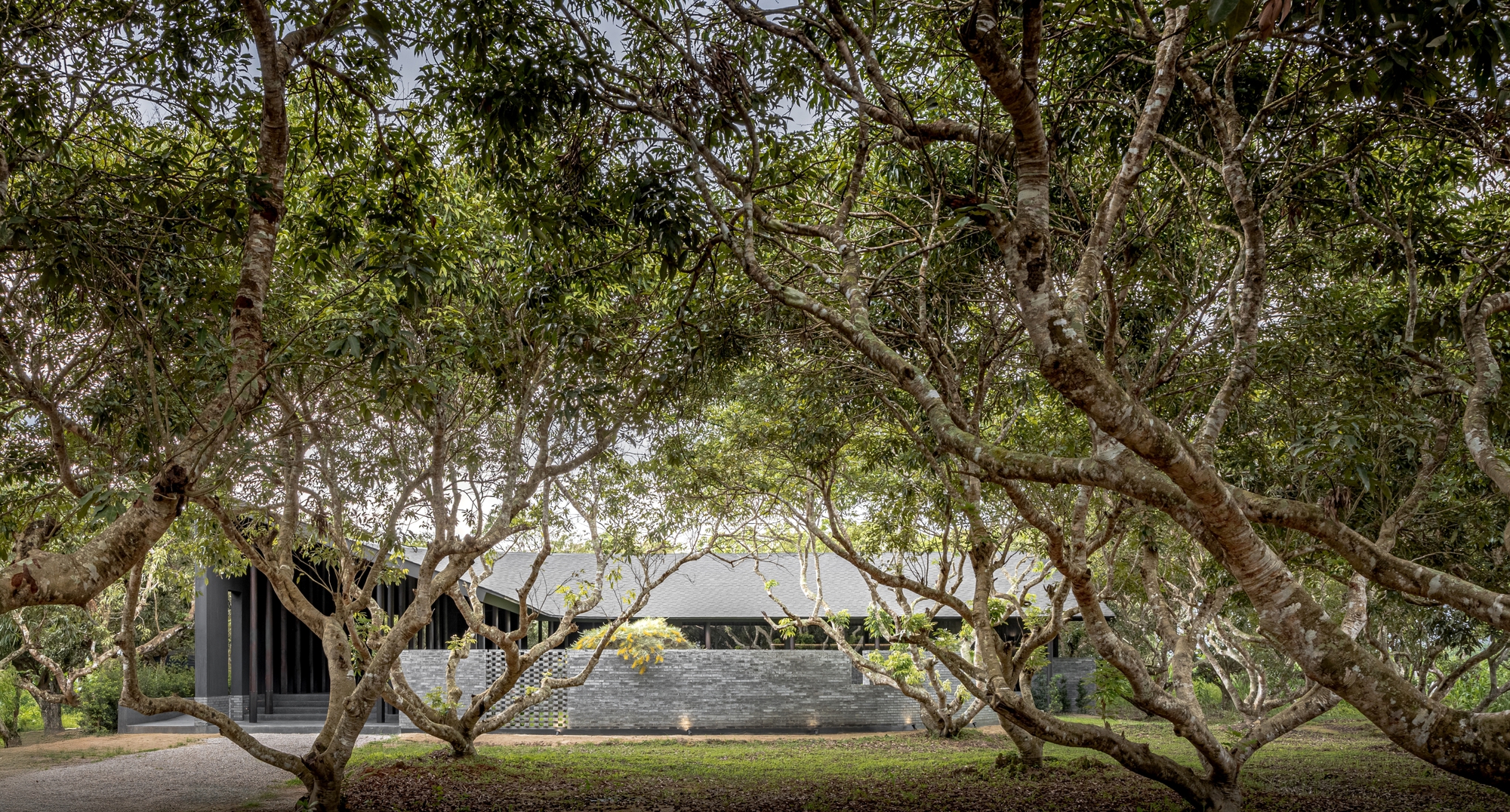 The cafe seen through the trunks of the existing mango orchard from outside