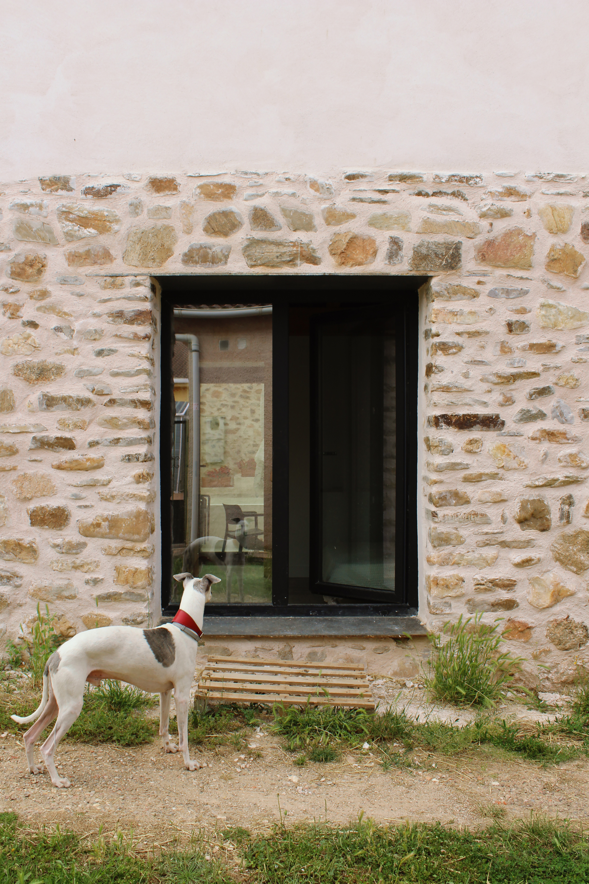 Stone facade window with a whippet standing on the path outside
