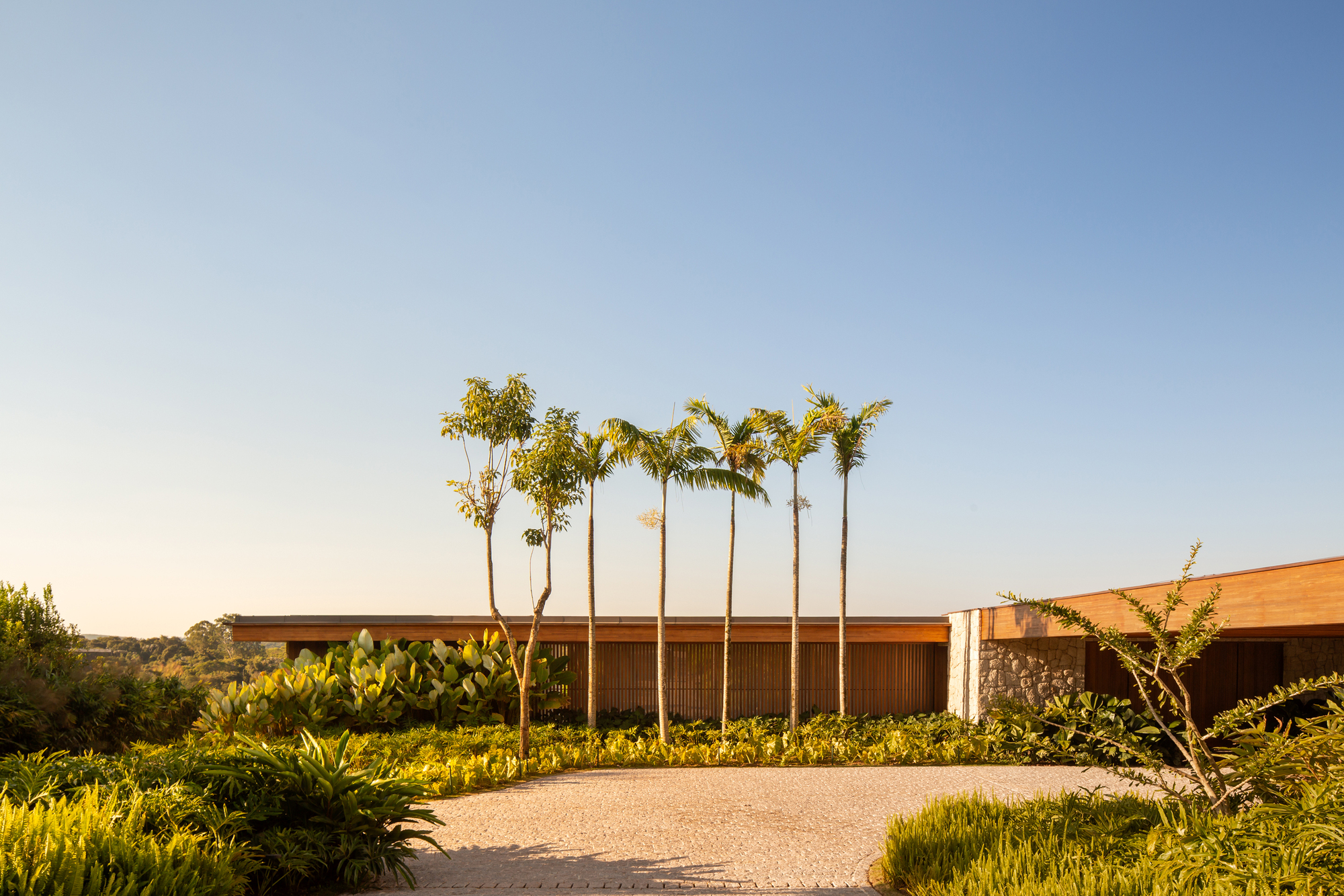 Landscape view showing a stand of slender palms rising behind the low timber-clad volume