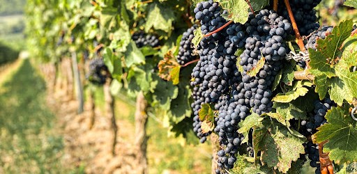 Agriculture, vineyards