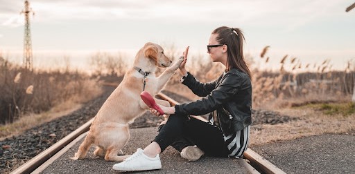 Human-animal interaction