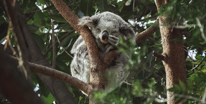 Forest animal, Wildlife