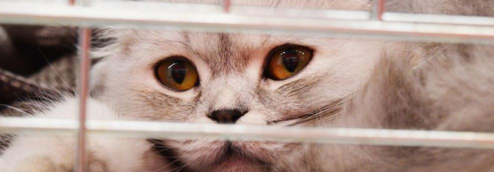 pet care pet adoption animal shelter animal shelters 