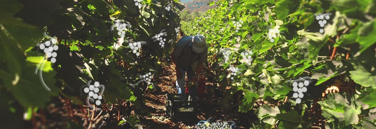 tasting room all rights reserved cabernet sauvignon