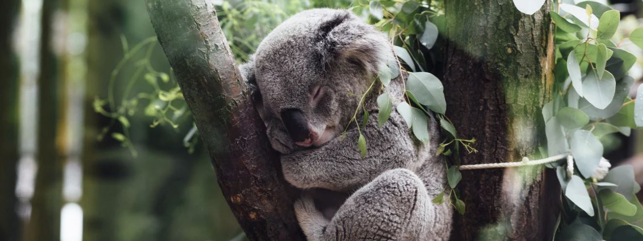 koala habitat koala habitat habitat loss koala populations koala populations