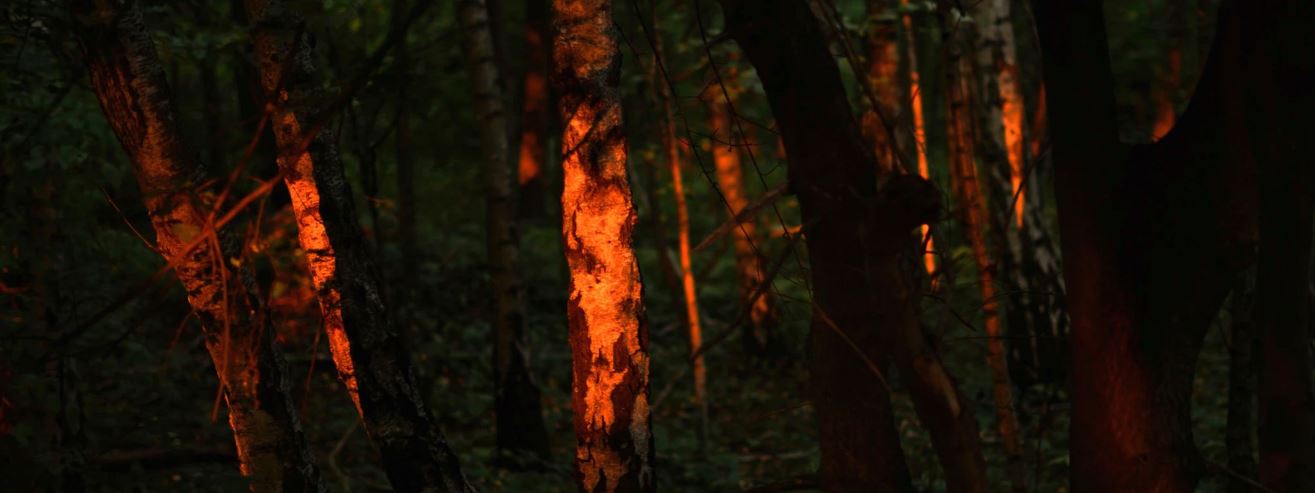 koala bear tree species tree species years ago scientific name koalas may koala bears eucalyptus tree koala bears