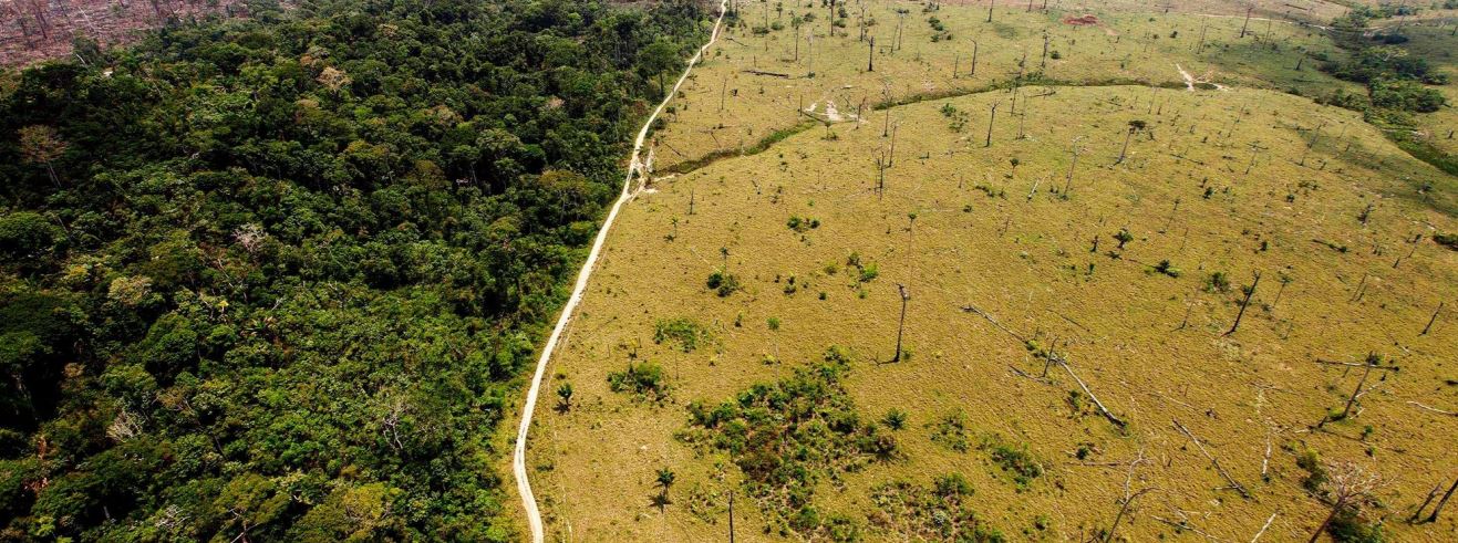 diet koalas sharp claws eastern australia koalas live food source food trees food trees home range