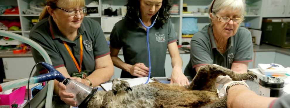 conservation work each other hours a day koala deaths tree forks new south wales