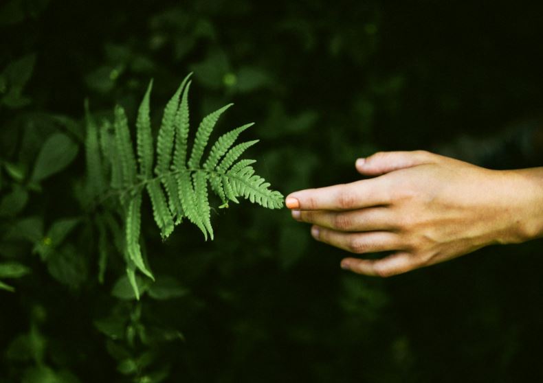 biophilia hypothesis life forms love of life love of life love of life 